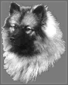 keeshond.jpg (16032 bytes)